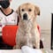Este perrito es el alumno más aplicado de una secundaria en Durango