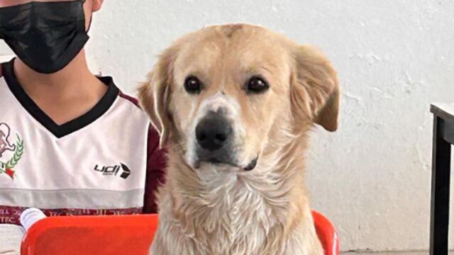 Este perrito es el alumno más aplicado de una secundaria en Durango