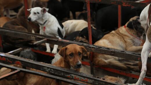 Fundación Haghenbeck lanza documental contra el Refugio Franciscano