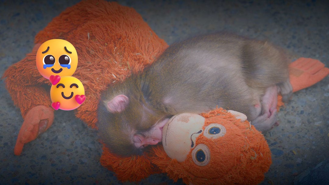 La tierna historia de Punch, el mono japonés que adoptó un peluche