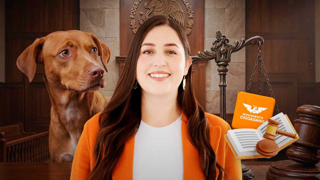Diputada de MC propone custodia y manutención de mascotas tras una separación