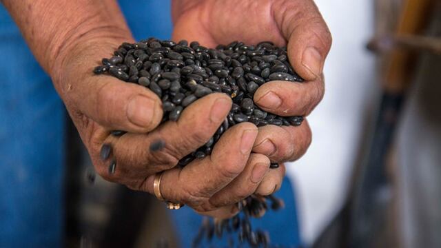 Este es el nuevo precio del frijol para noviembre 2023