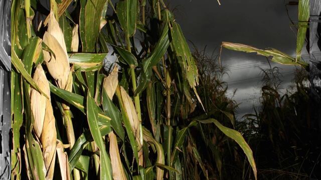 Gruma Corporation aumentó sus ventas en un 21 por ciento anual a 15 mil 313 millones de pesos.