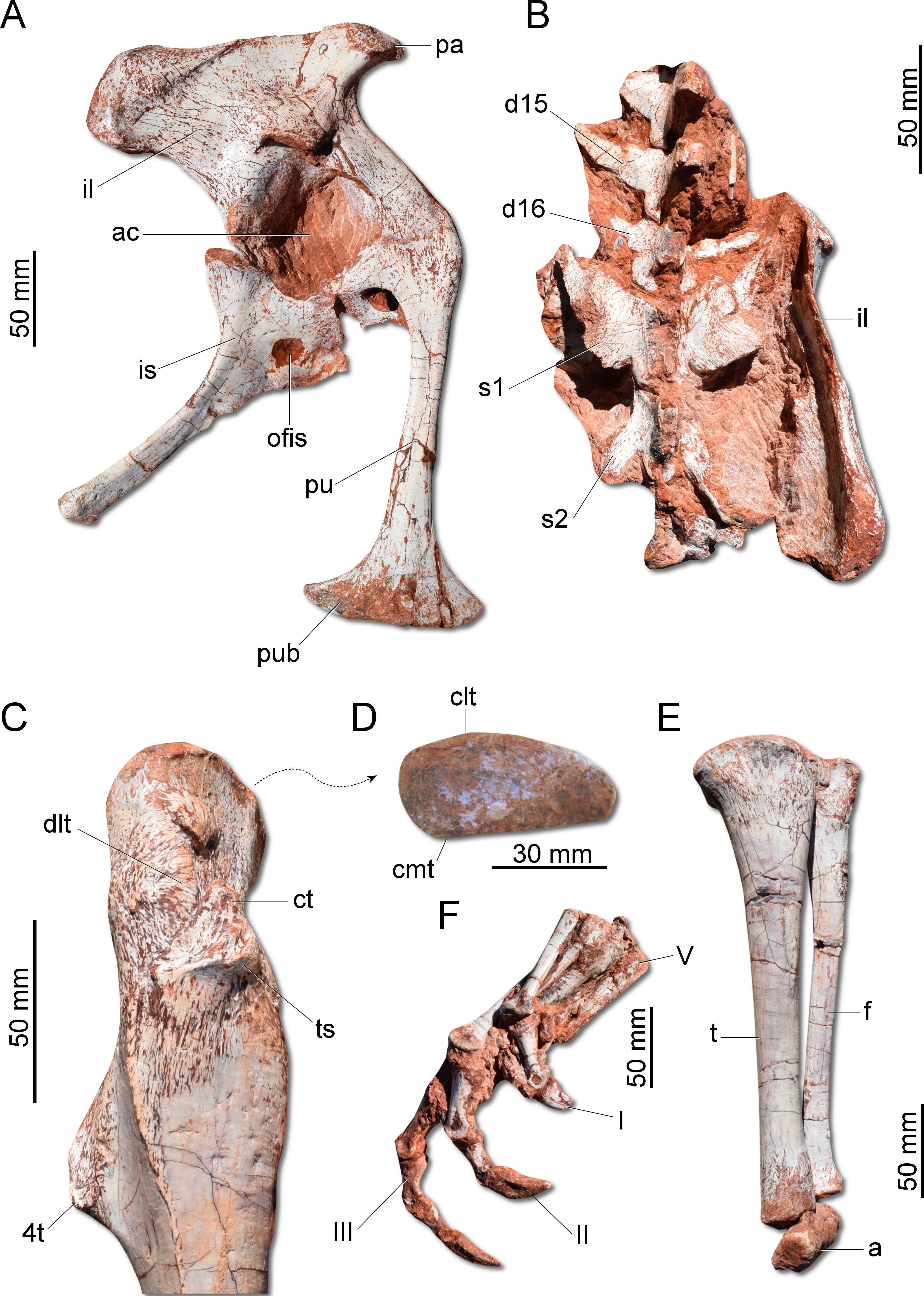 Fósiles de Gnathovorax cabreirai