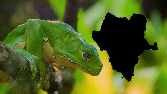 Le dieron Kambó en Durango y murió; el veneno de rana es peligroso por esta razón