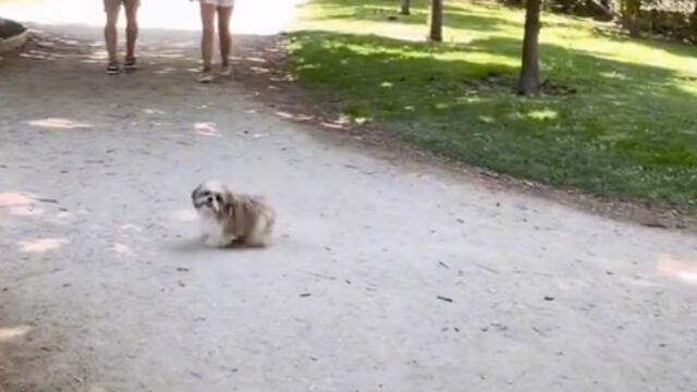 Perrita sigue a desconocidos y se hace viral