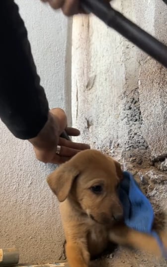 Rescate de un perrito derritió a todo TikTok