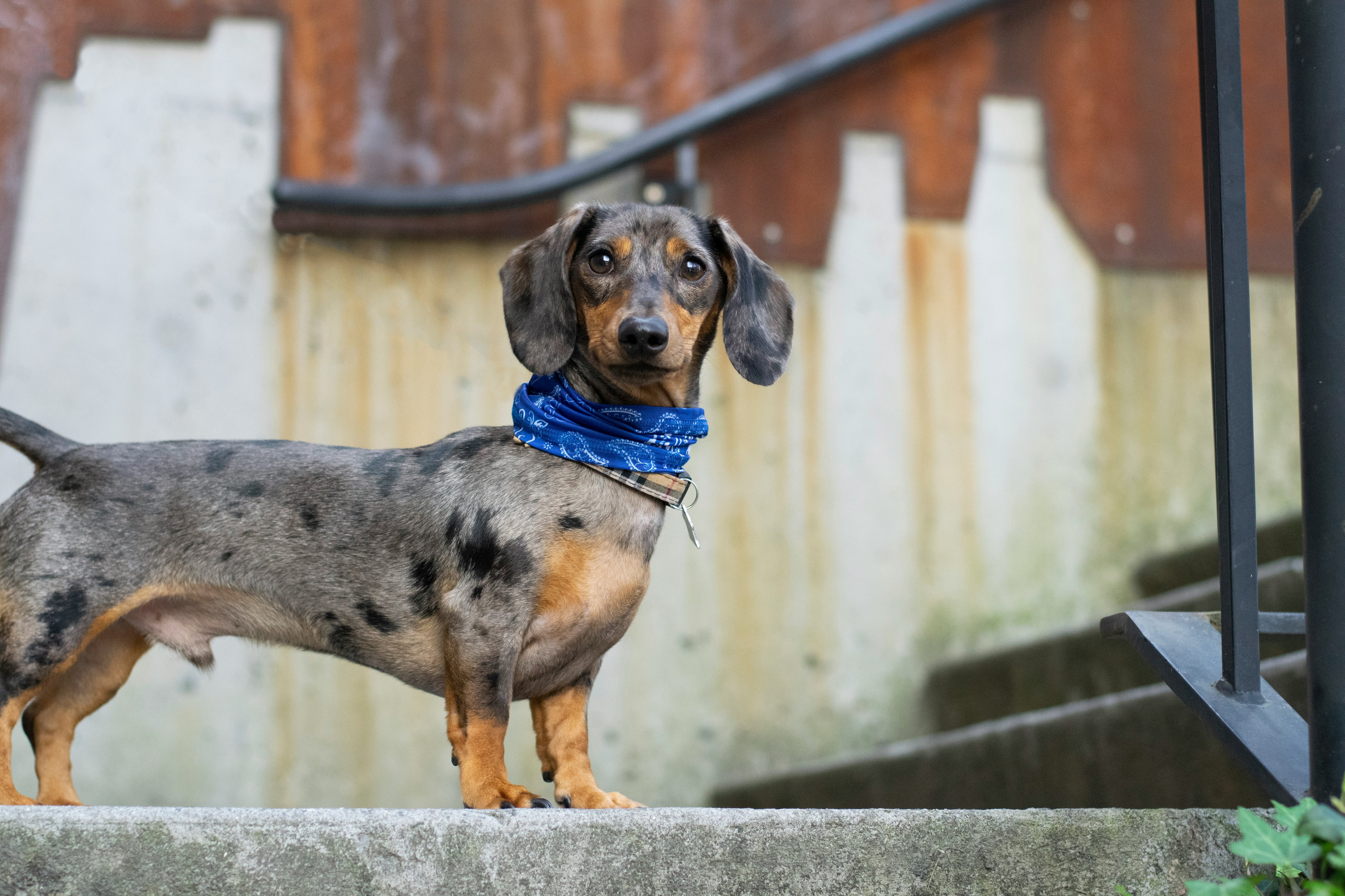 Características de los perros salchicha, como Liberty de Paw Patrol