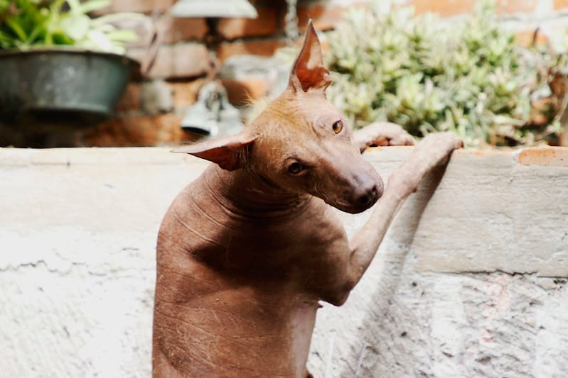 Xoloitzcuintle