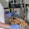 Conoce los 8 laboratorios privados donde te puedes realizar la prueba del coronavirus