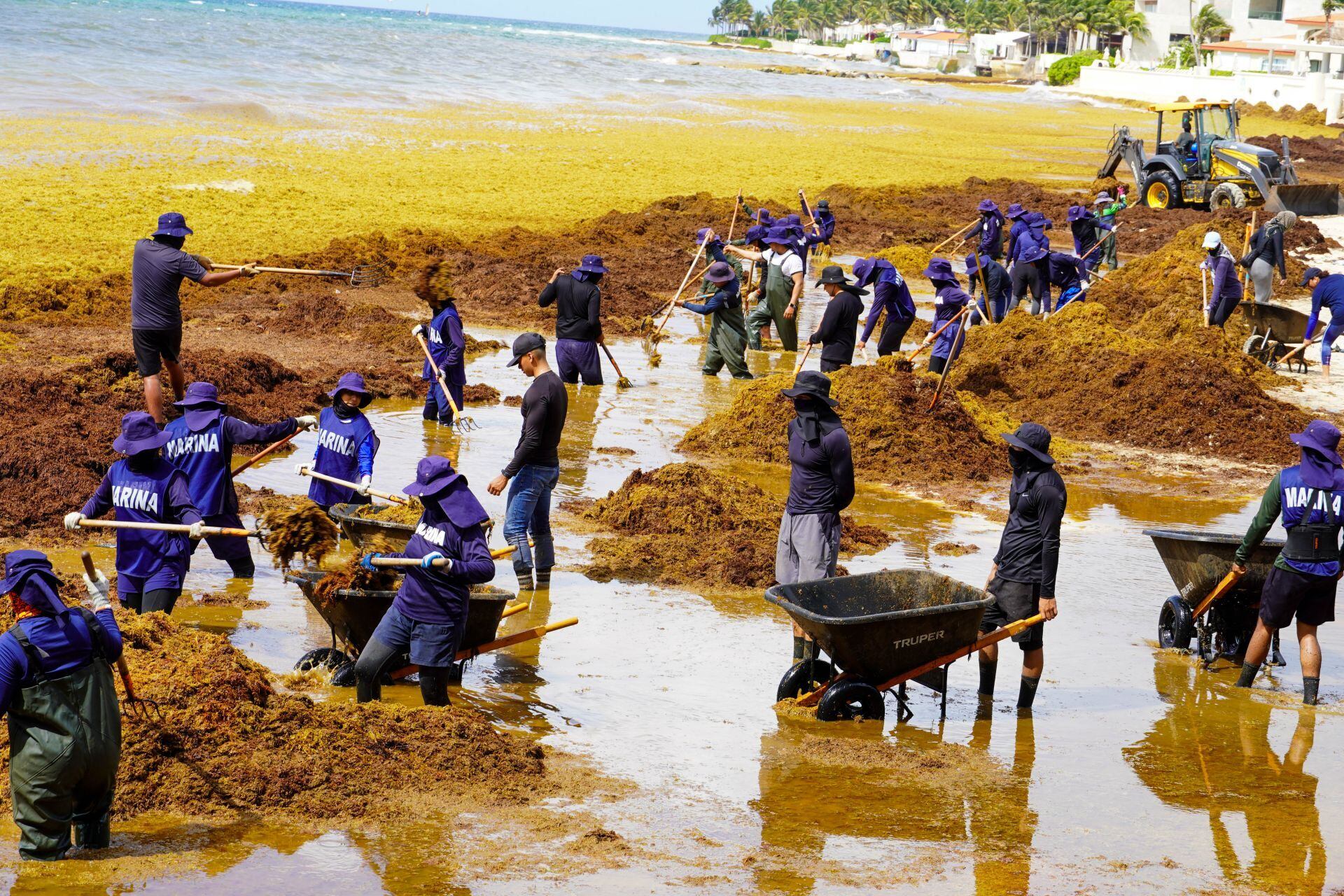 El sargazo invade las zonas de Playa del Carmen, donde trabajadores realizan labores de limpieza