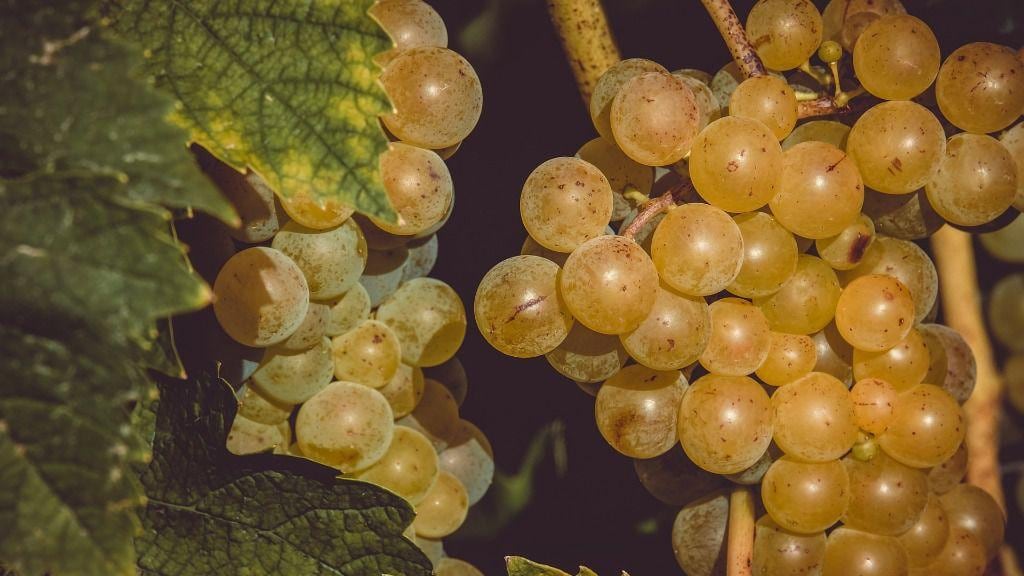 Uva mata a niño de 3 en España