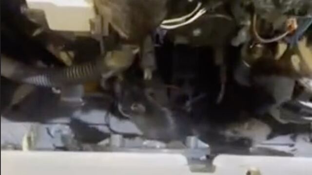 Ratas dentro de lavaplatos