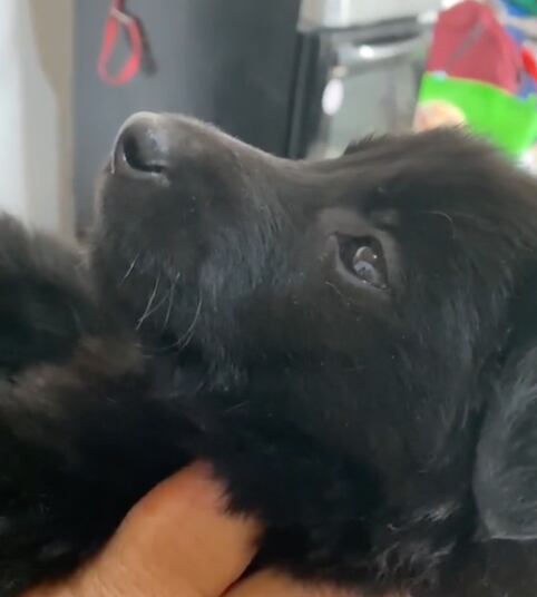 El perro más dramático