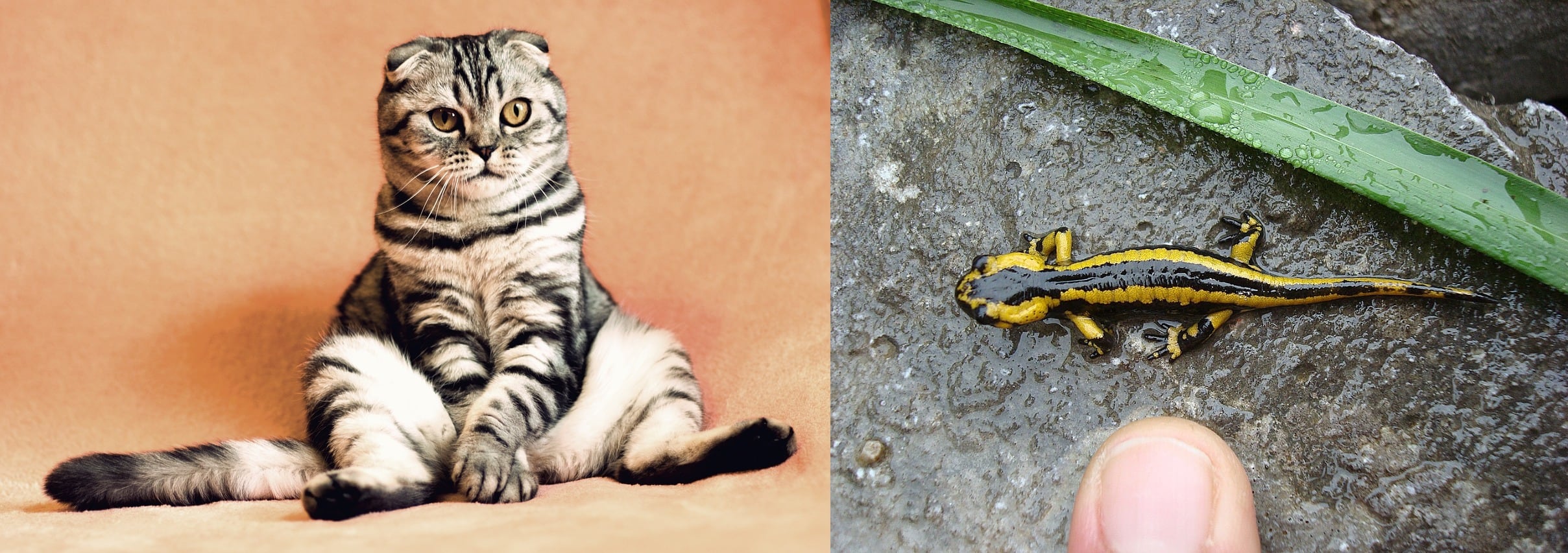 gato serpiente