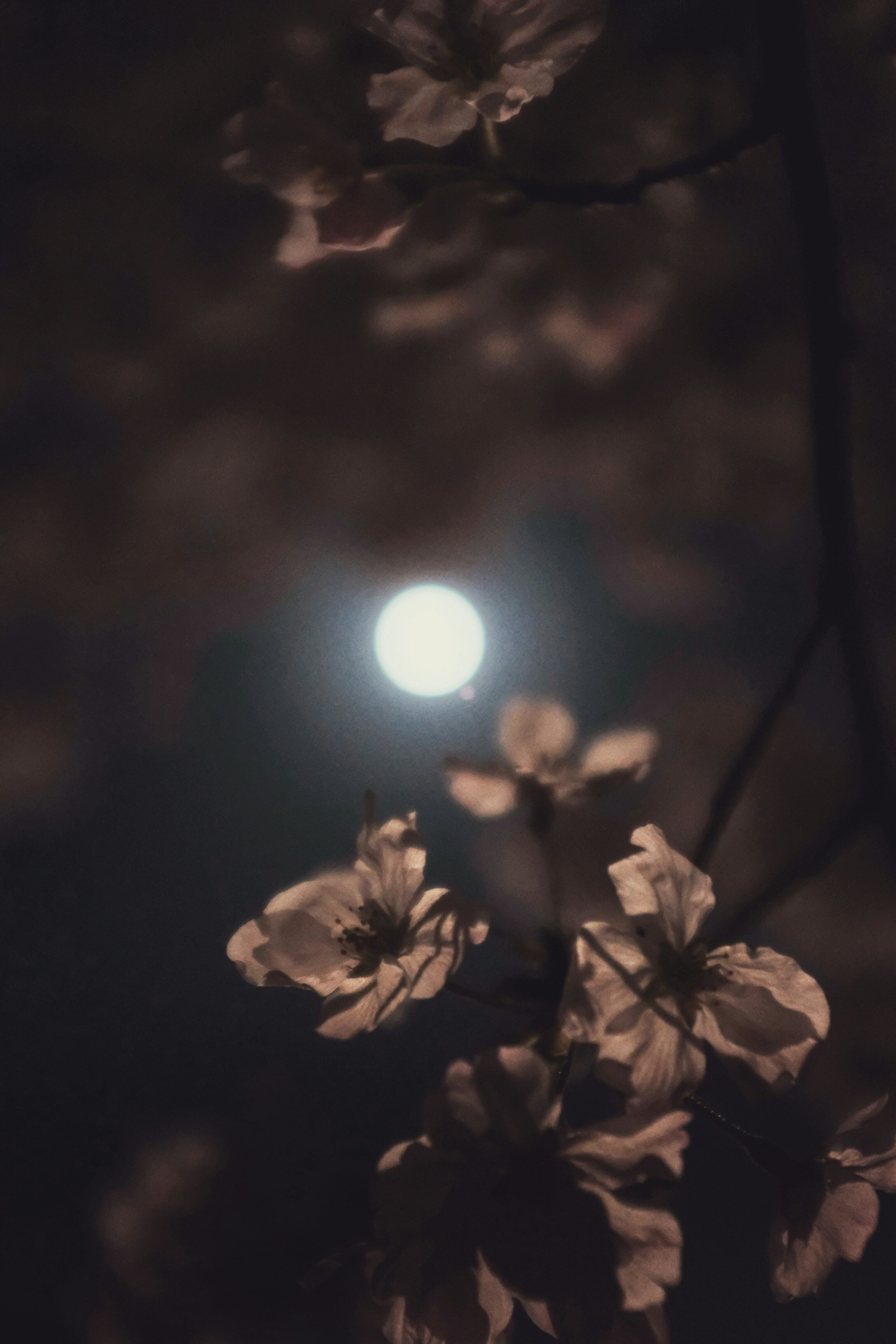 Luna de Flores