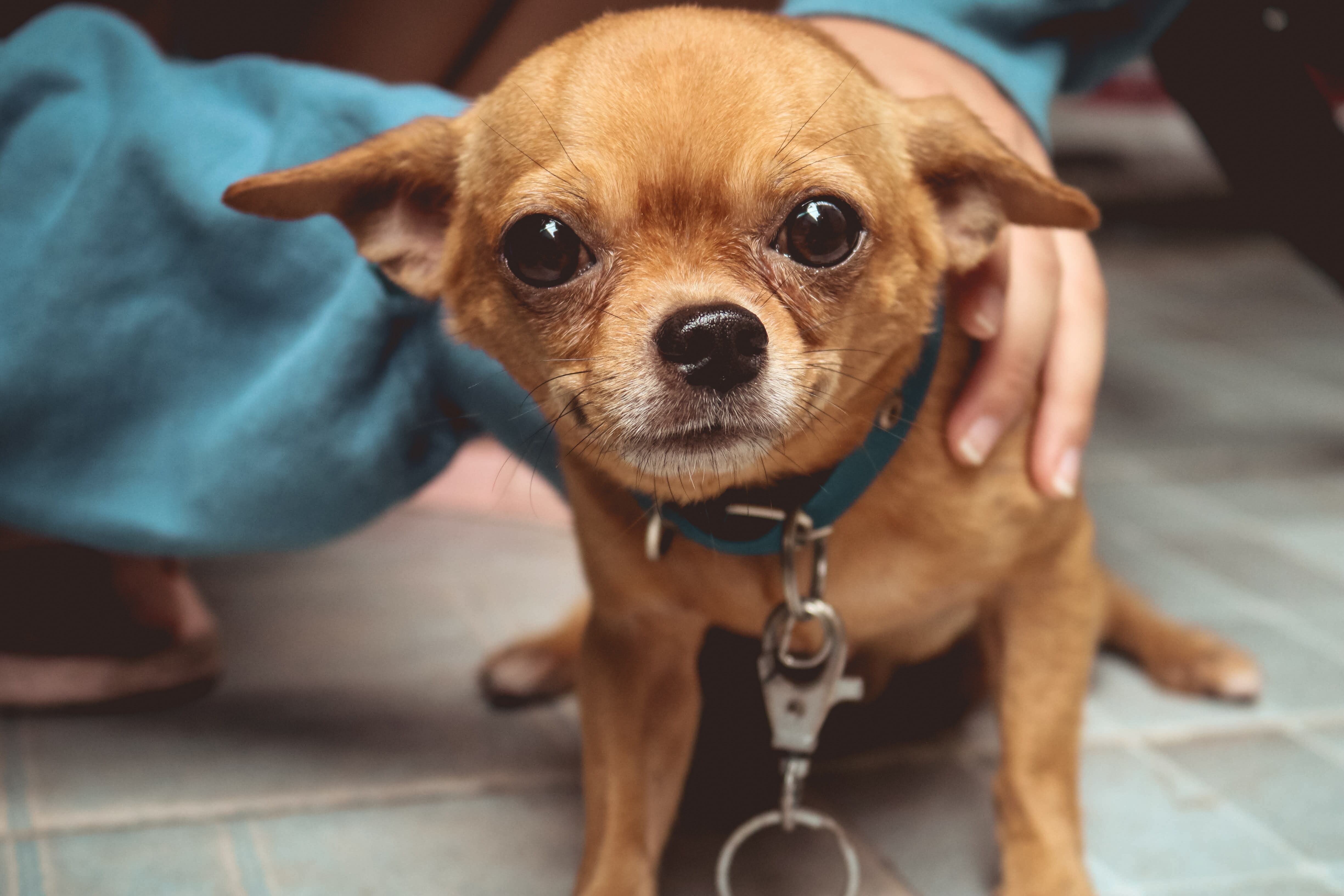 Chihuahua