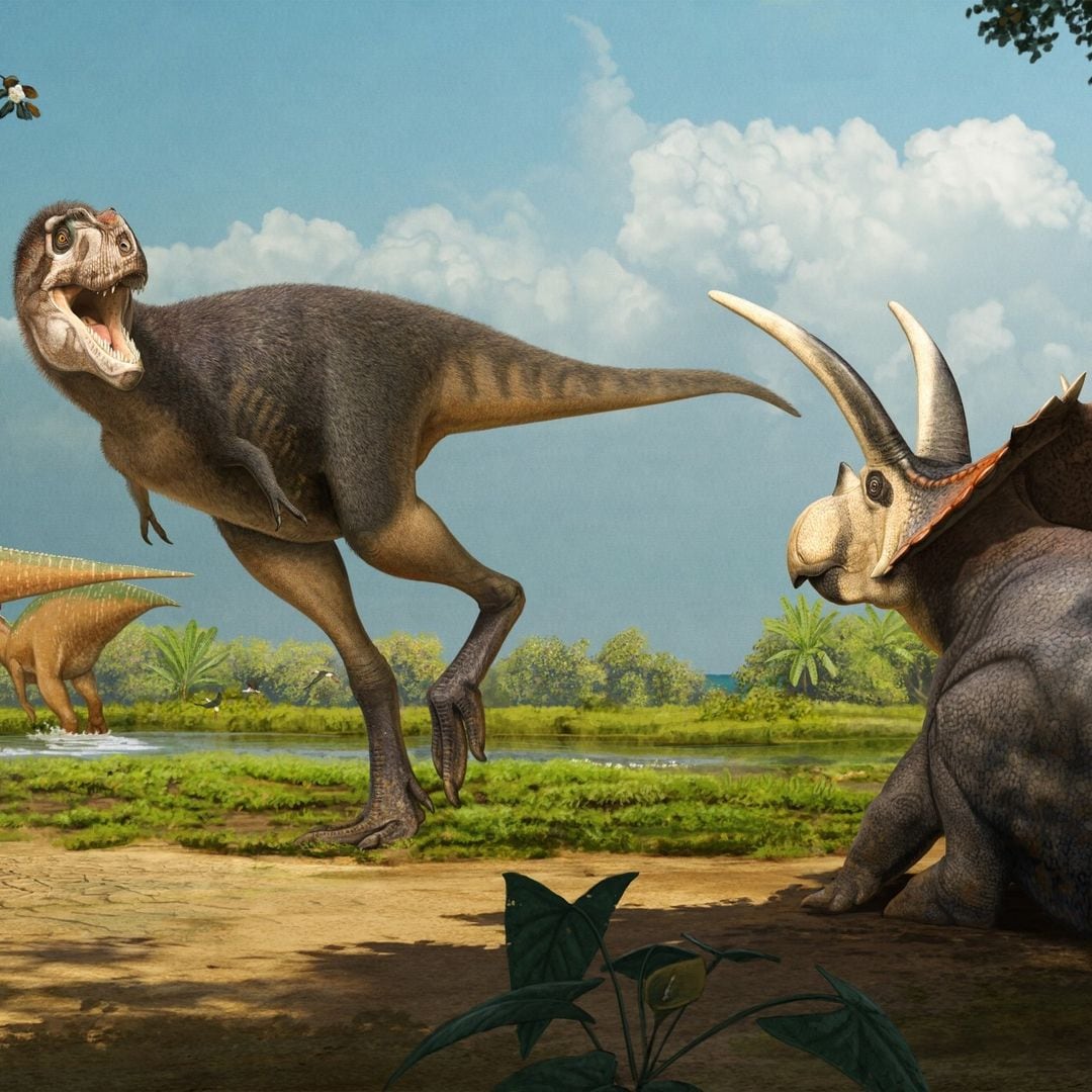 Abocania Aguillonae, el tiranosaurio mexicano encontrado en el sureste de Coahuila