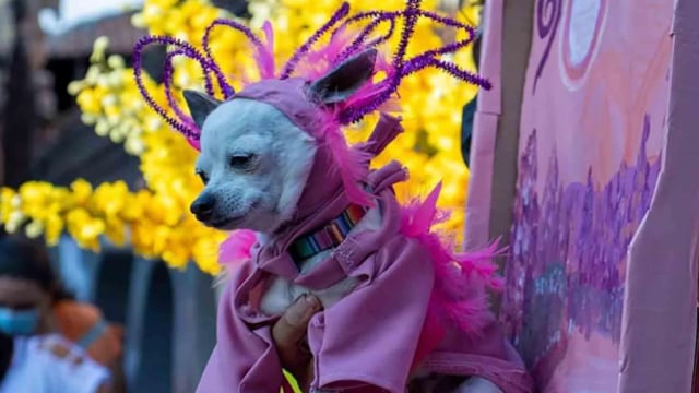 Perrito disfrazado de billete de 50 pesos