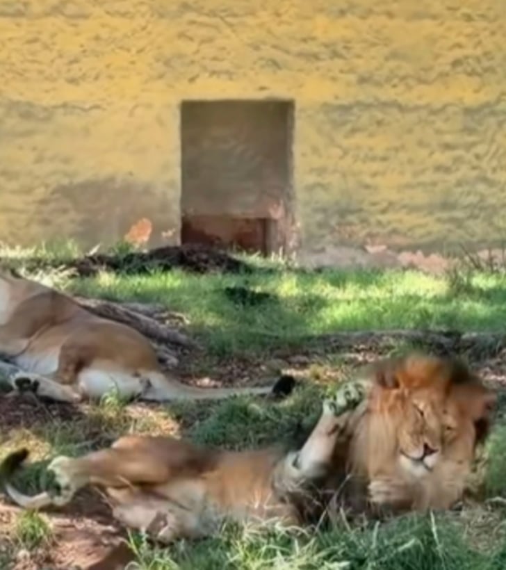 Agresión a un león en zoológico de Guadalajara