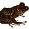 Nombran nueva especie de rana en honor a Led Zeppelin