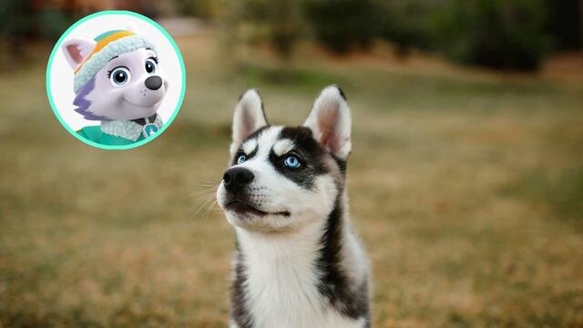 Los cuidados y alimentación de un cachorro husky como Everest de Paw Patrol