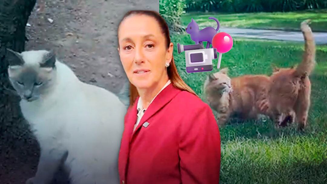 Sheinbaum presume en TikTok a los gatitos de Palacio Nacional: “qué elegancia la de Francia”