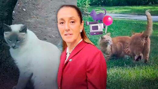 Sheinbaum presume en TikTok a los gatitos de Palacio Nacional: “qué elegancia la de Francia”