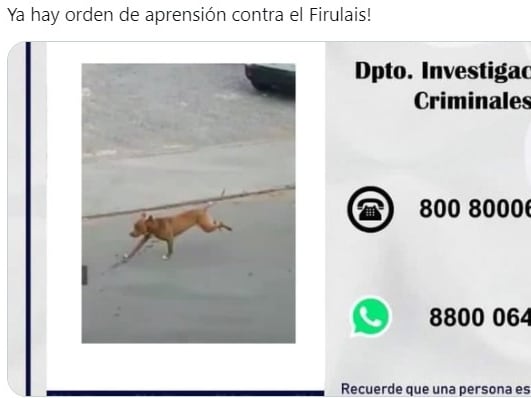 Meme del hombre atropellado por un perro