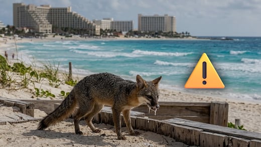 Cancún: alertan por zorra con rabia y buscan a quienes tuvieron contacto con ella