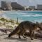 Cancún: alertan por zorra con rabia y buscan a quienes tuvieron contacto con ella