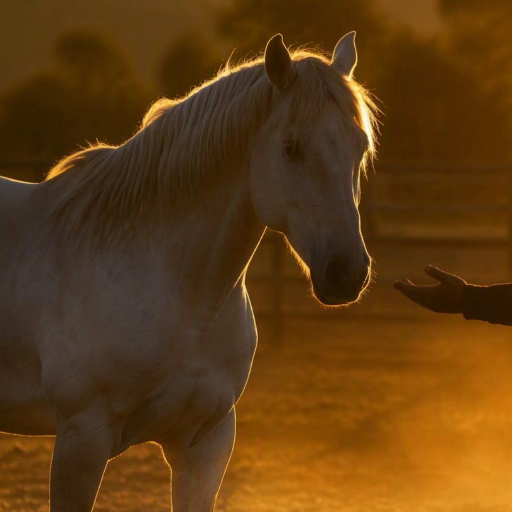 El hombre que le devolvió la voz al alma del caballo
