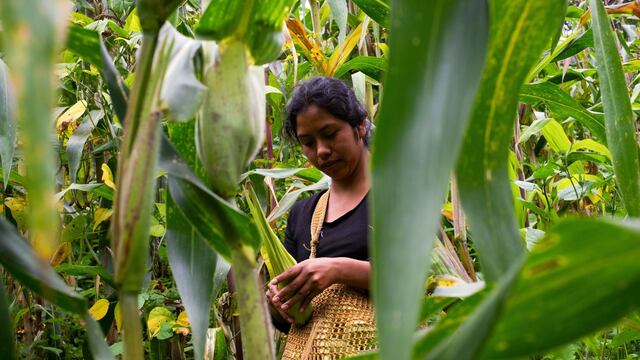 En la comunidad de Chilil, en Chiapas, muchos de los jóvenes permanecen en sus casas durante la temporada de siega para ayudar a sus padres en los trabajos