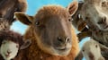 Reseña de Las Ovejas Detectives: humor y amistad en una película entrañable