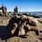 Encuentran esqueleto de mamut en Ártico de Rusia