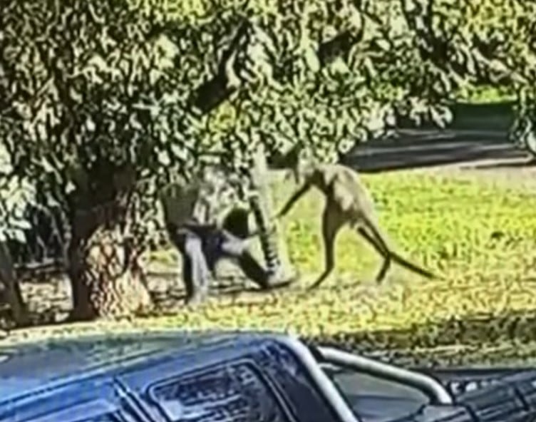 Hombre pelea a golpes con canguro