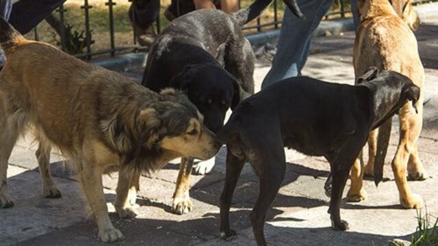Perros oliéndose la cola