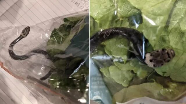 Serpiente venenosa en bolsa de lechuga