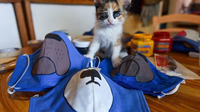 Albergues de animales durante la pandemia