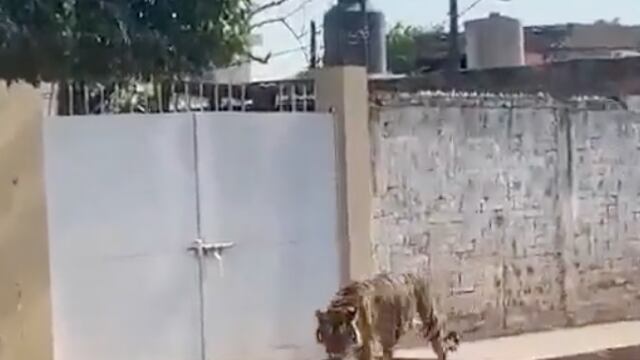 Tigre de Bengala paseando en Nayarit