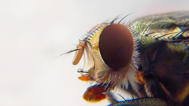 Acercamiento a la cabeza de un mosco