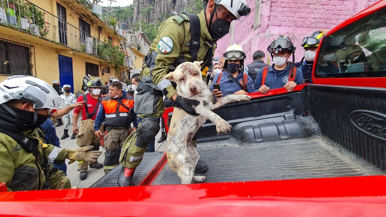 Rescatan a perrita con vida del Cerro del Chiquihuite