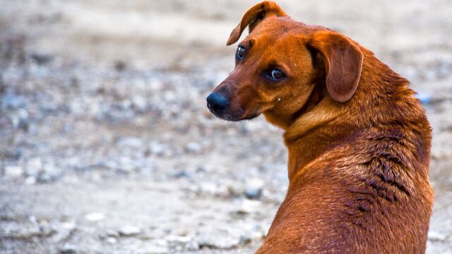 Lomito en el Día Mundial del Perro Callejero