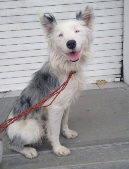 'Blue', perro adoptado