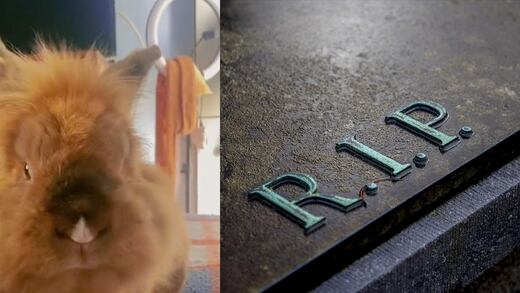 VIDEO: Murió la conejita qué se hizo tendencia por su canción “Día del plátano”