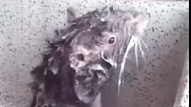 La famosa "rata que se baña".