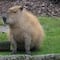 ¿Cuánto cuesta un capibara en México? La pregunta que desconcertó a TikTok