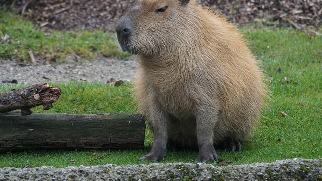 capibara