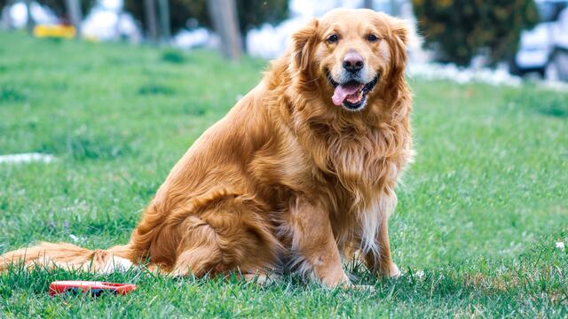 Su perro vence al cáncer y celebra con anuncio de más de 112 mdp en el Super Bowl