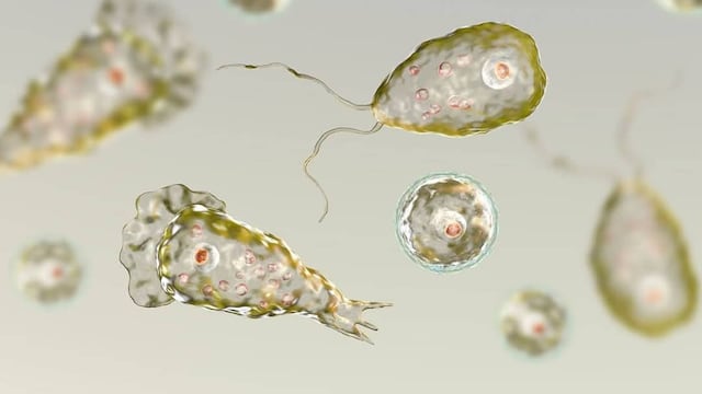 Naegleria fowleri